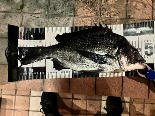 クロダイの釣果