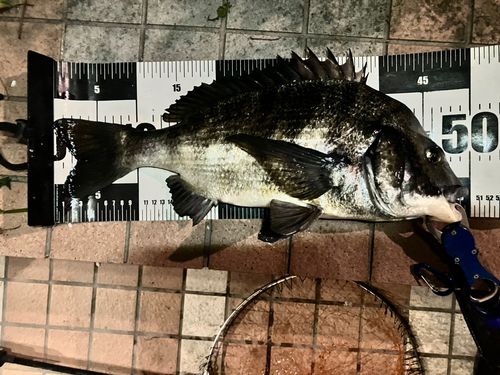 東京湾（アクアライン以北）