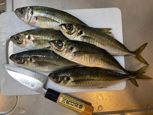 アジの釣果