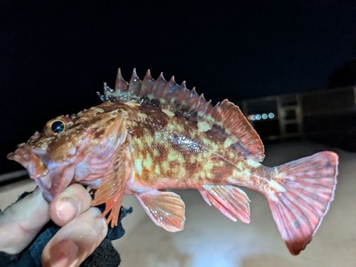 金沢水際線緑地（福浦岸壁）