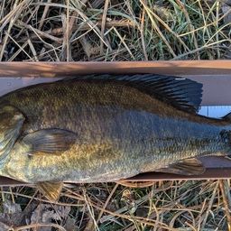 スモールマウスバス