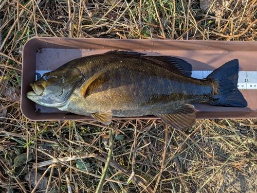 スモールマウスバスの釣果