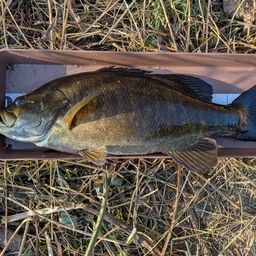 スモールマウスバス