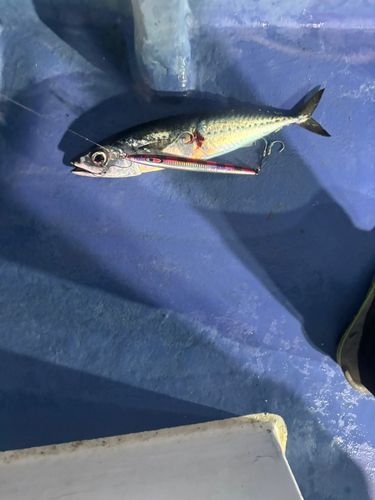 ゴマサバの釣果