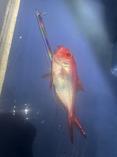 キンメダイの釣果