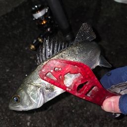 セイゴ（タイリクスズキ）