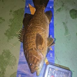 スモールマウスバス