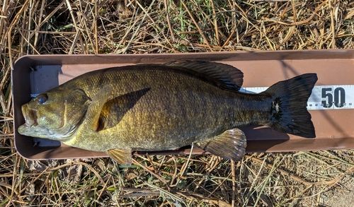 スモールマウスバスの釣果