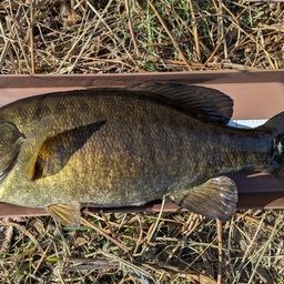 スモールマウスバス