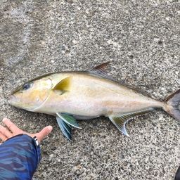 ヒレナガカンパチ