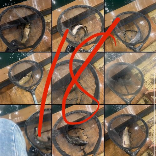 アミューズパーク福島スーパーフィッシング