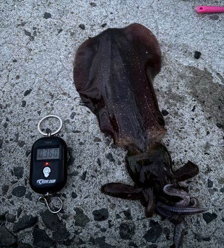 アオリイカの釣果