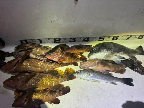 キジハタの釣果