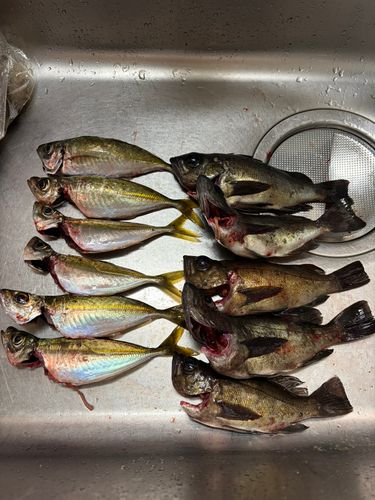 アジの釣果