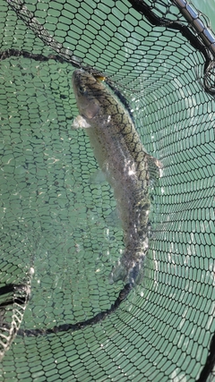 ニジマスの釣果