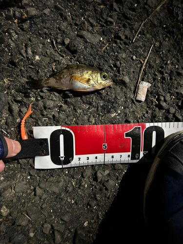 アカメバルの釣果