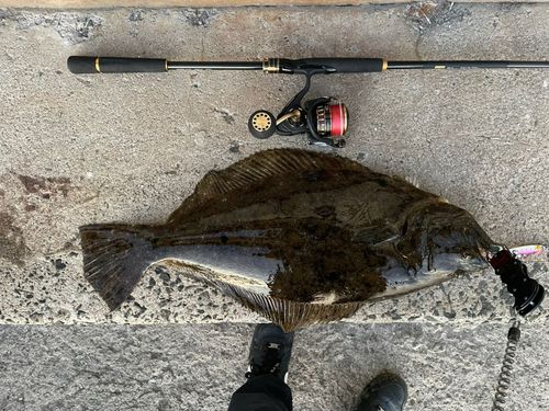 ヒラメの釣果