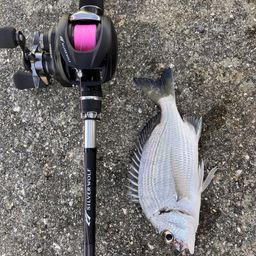 ミナミクロダイ