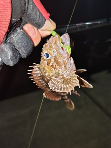 新舞子マリンパーク