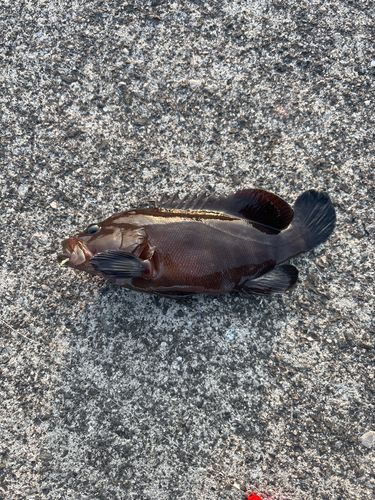 アイナメの釣果