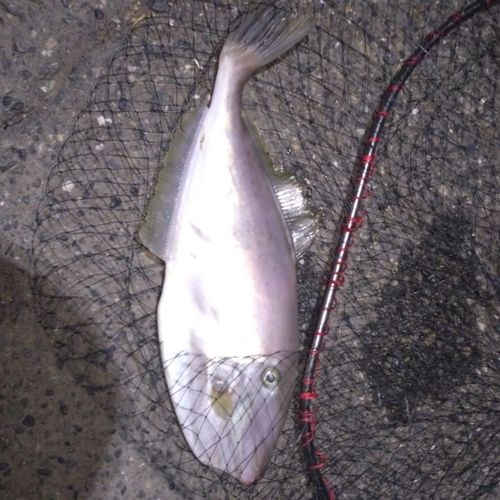 ウスバハギの釣果