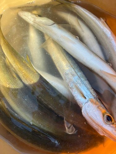 カマスの釣果