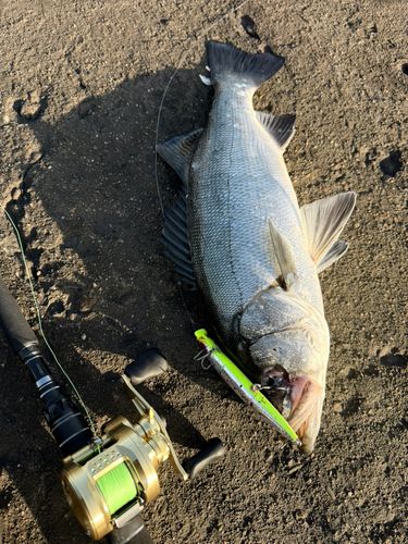 ヒラスズキの釣果