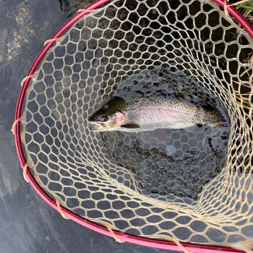 ニジマスの釣果