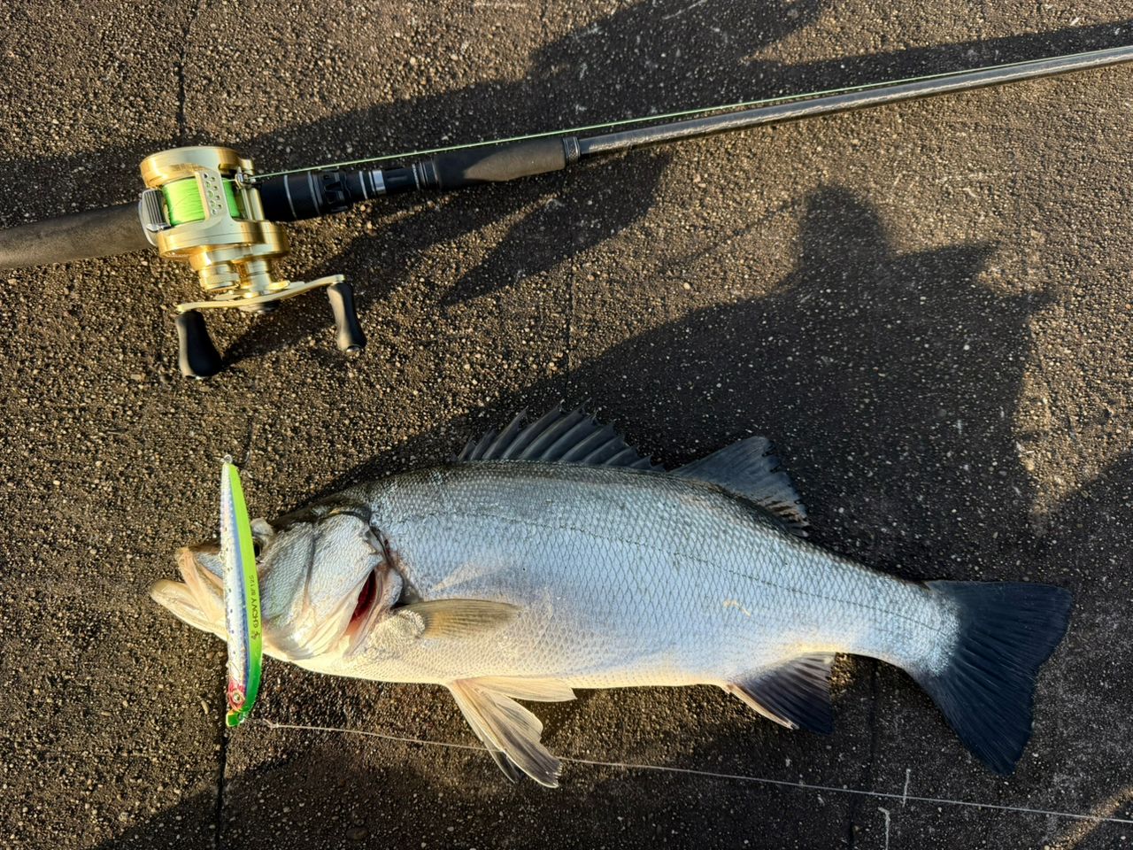 アングラー21090628 さんの 2026年01月30日のヒラスズキの釣り・釣果