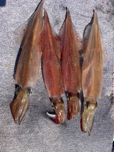 ヤリイカの釣果