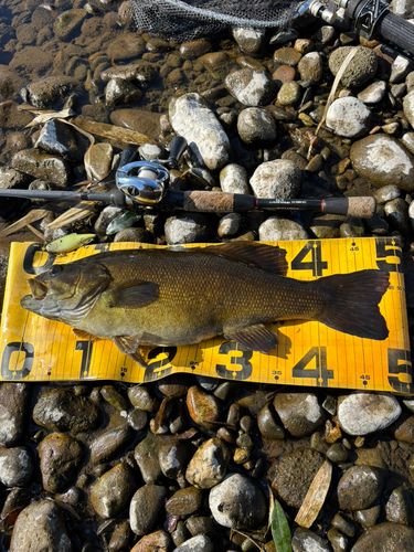 スモールマウスバスの釣果