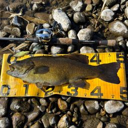 スモールマウスバス