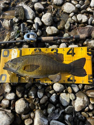 スモールマウスバスの釣果