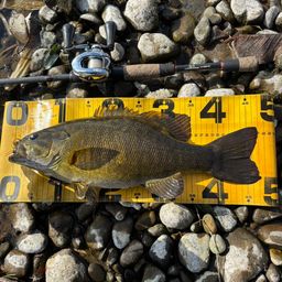 スモールマウスバス