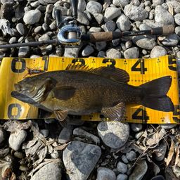 スモールマウスバス