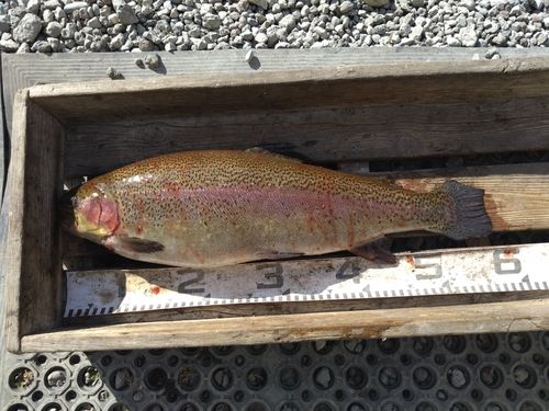 すそのフィッシングパーク