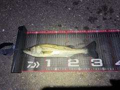 セイゴ（マルスズキ）の釣果