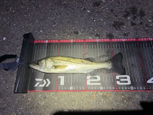 セイゴ（マルスズキ）の釣果