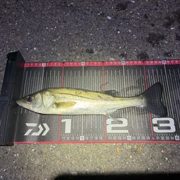 セイゴ（マルスズキ）