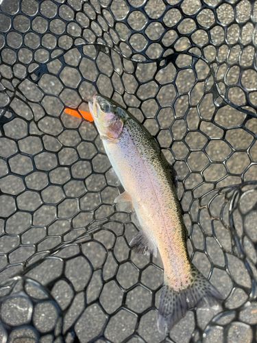 北方川釣り体験場マス釣り場