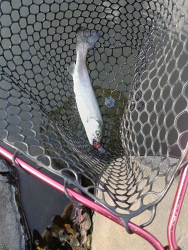 ベリーパーク in FISH ON! 王禅寺