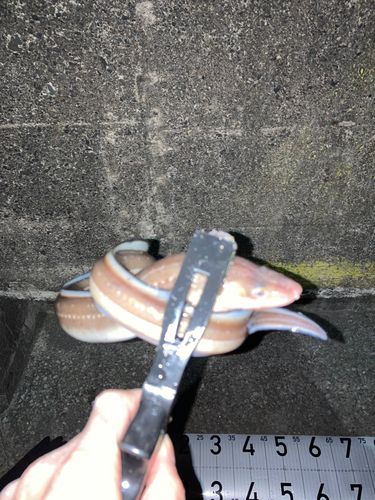 磯子海づり施設