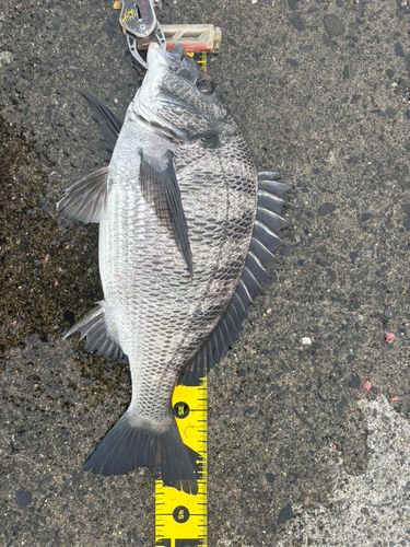 クロダイの釣果