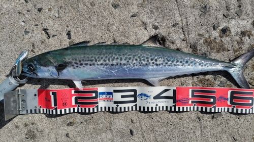 サワラの釣果