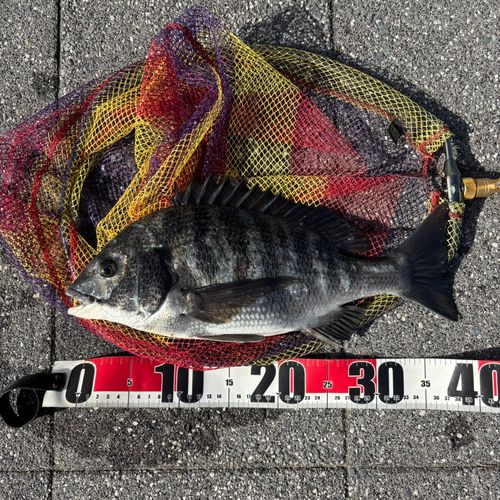 クロダイの釣果