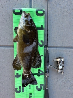 スモールマウスバスの釣果