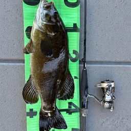 スモールマウスバス