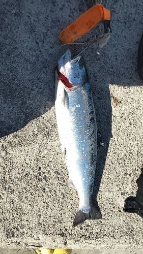 三陸海岸（青森）