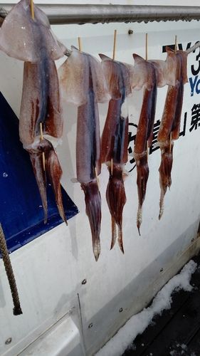 イカの釣果