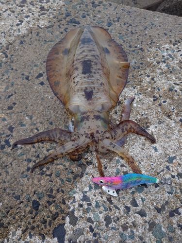 アオリイカの釣果